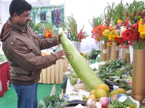 vegetable and fruit exhibition.
