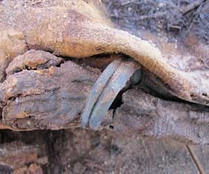 1500 years old mummies found in a million number