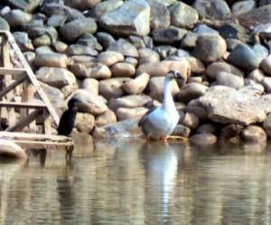 voting will decide welcoming of ducks on sukhna lake