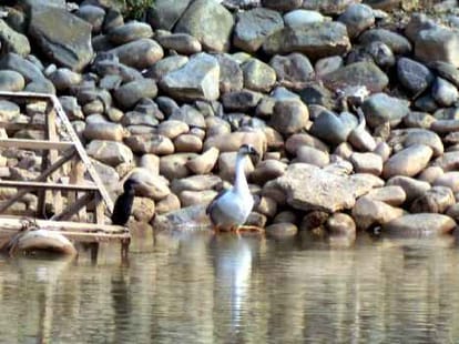  Bird Flu on Sukhna Lake, Problem for Shopkeepers