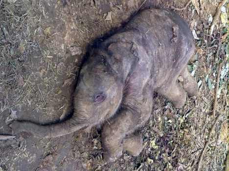 baby elephant death in haridwar.
