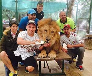 amazing place where lions pose for pictures