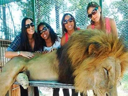 amazing place where lions pose for pictures