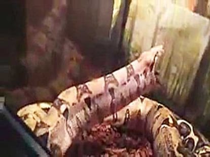 man feeds his pet snake with animals