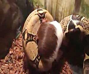 man feeds his pet snake with animals