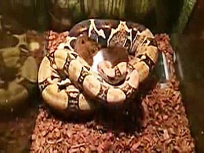 man feeds his pet snake with animals
