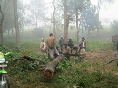 forest mafiya reached in katarmiyaghat range.