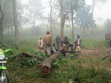 tree cut for roadholadup