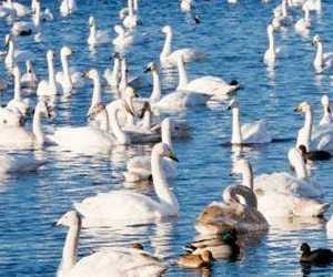 No Entry on Harike Pattan Tourist Spot due to Bird Flu on Sukhna Lake