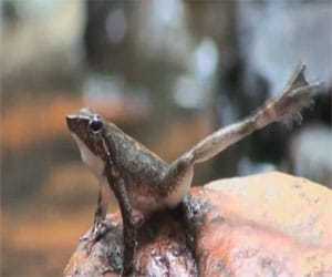 Dancing frog video selected among ten cutest animal moment of the year.
