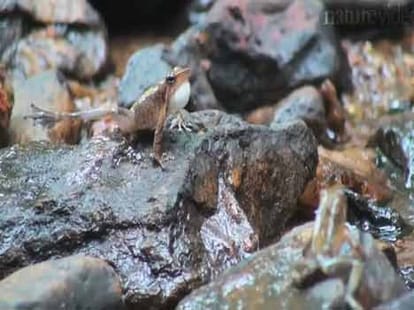 Dancing frog video selected among ten cutest animal moment of the year.