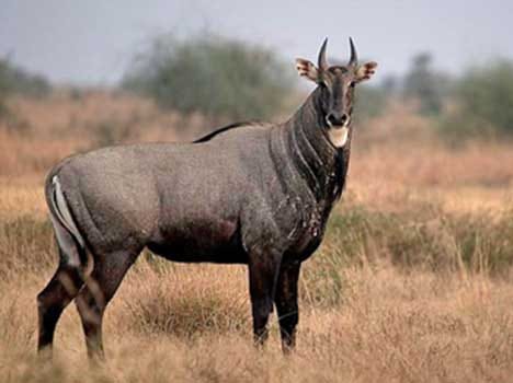 BJP both in Centre and state in a fix on nilgai