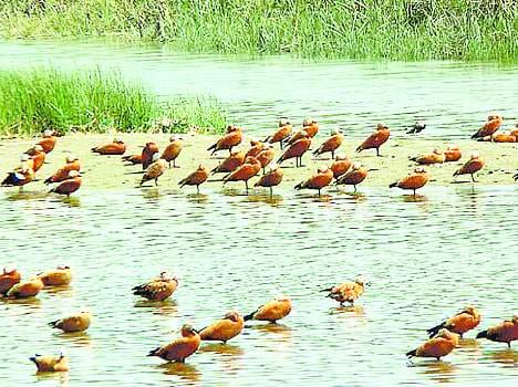 ranjit sagar wetland entangled in three states