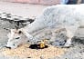 Restricted animal smugglers attacked police team