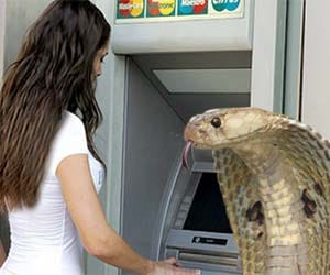 cobra was spotted inside an ATM booth