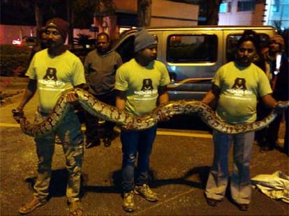 cobra was spotted inside an ATM booth