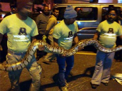 cobra was spotted inside an ATM booth