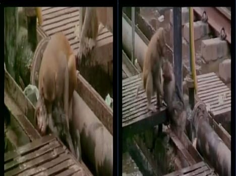 doctor monkey