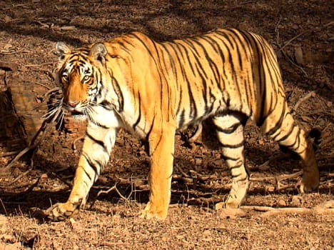 Tiger disturbed forest department team