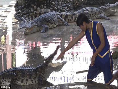 zoo workers heads inside crocodile