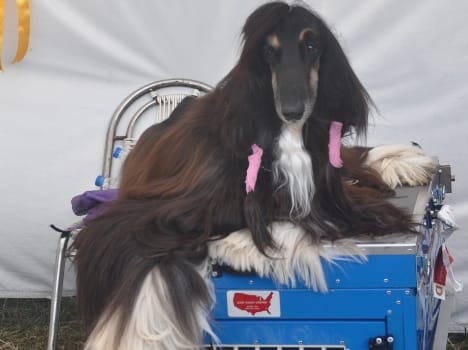 dog show in dehradun.