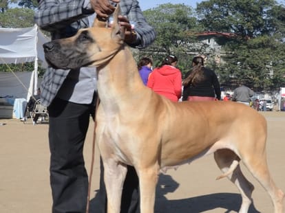 dog show in dehradun.