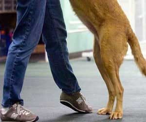 dog save big theft, and all thief run away