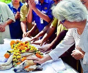 Dog injured in 26/11 attack died; Bullet was in his body for 6 years