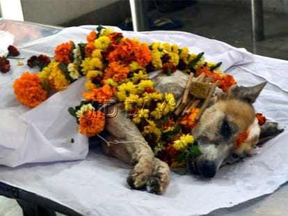 Dog injured in 26/11 attack died; Bullet was in his body for 6 years