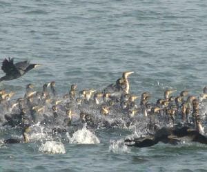 bird flu suspect bird found at pong lake kangra.