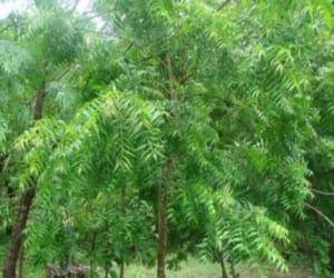 farmer earn money from plant clone.
