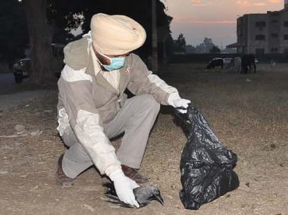  Bird flu on Sukhna Lake, 343 Hens Dead