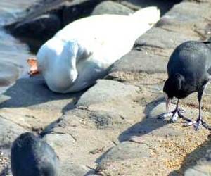  Bird Flu on Sukhna Lake, 6 Ducks Dead in Mohali