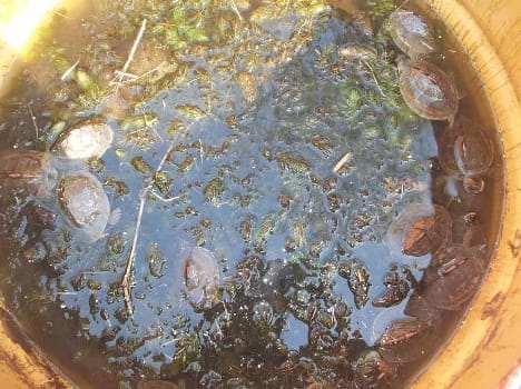 turtle