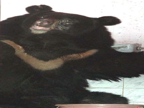 bear died