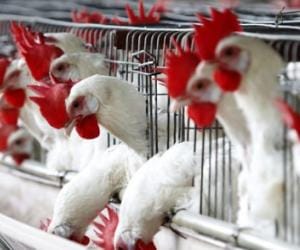How to prevent from bird flu