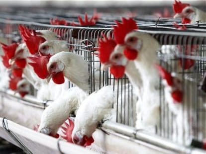  Bird flu on Sukhna Lake, 343 Hens Dead