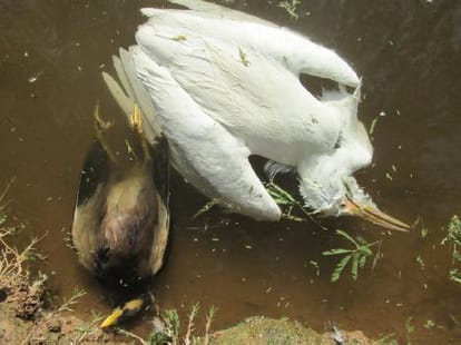 Bird Flu on Sukhna Lake, No Patient found in 10 Days Health Survey