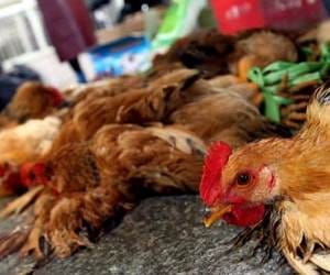 Bird flu terror in up