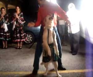amazing salsa dance by a dog