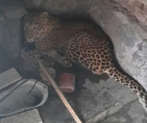 leopard found in gorakhpur.