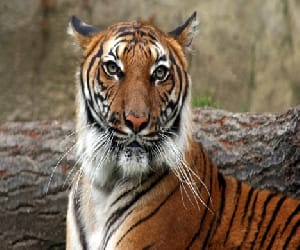 tiger population increased in uttarakhand.