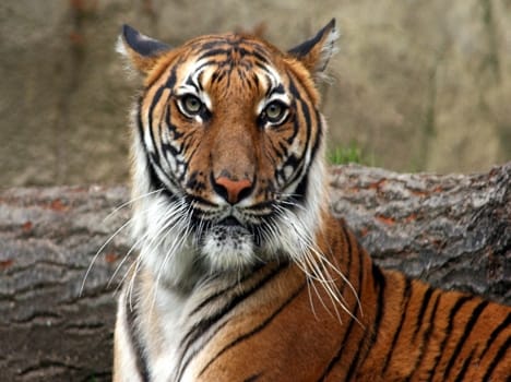 Tiger show Katari Village