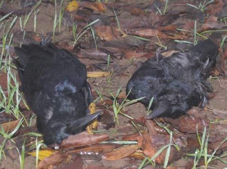 many crows died in himachal.