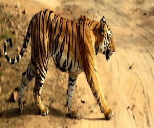 tiger population increase.