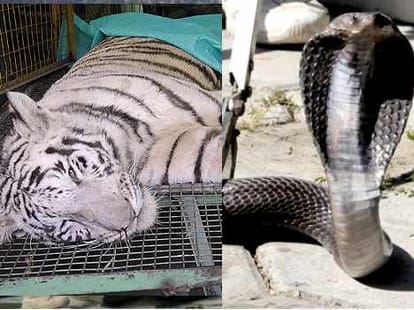 A black cobra killed a white tiger in Indore zoo.