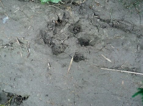 tigar reached kuryani