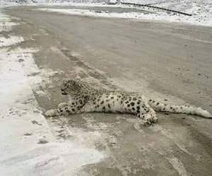  villagers fear to see leopard