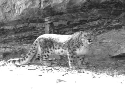 rare ice leopard seen in nanda devi national park.