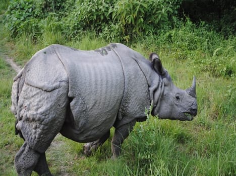Rhinoceros death in the zoo  